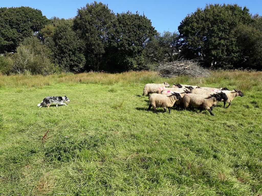 Magic Des Hauts De Kergreis