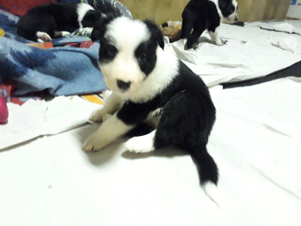 CHIOT 6